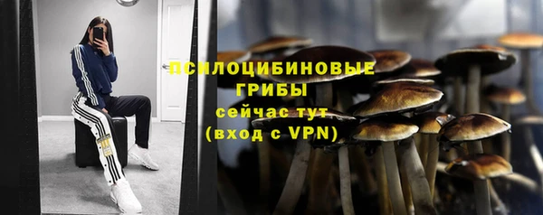 сатива Беломорск